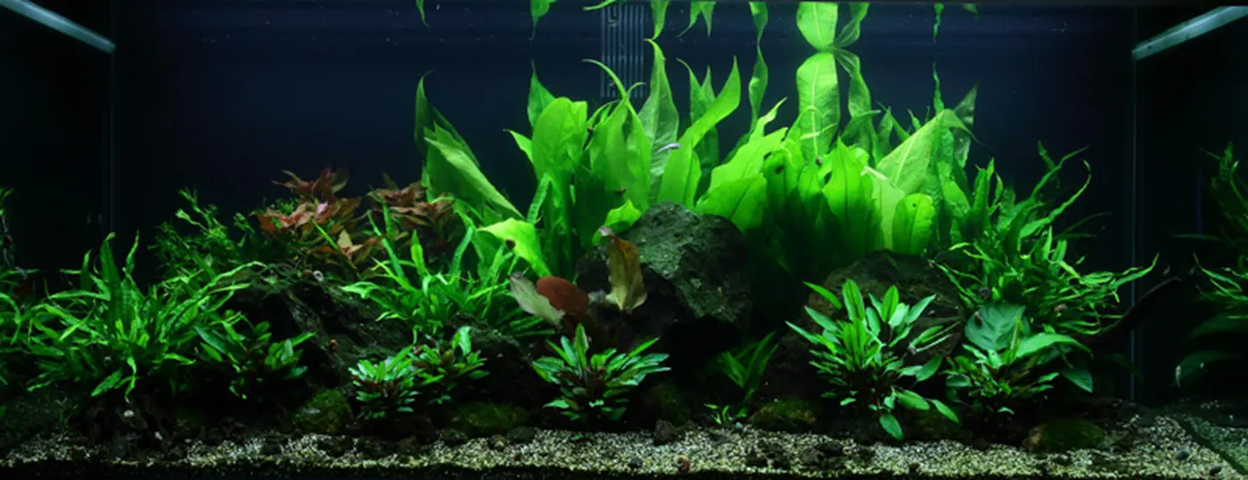 造景 48造景图片 4