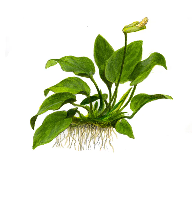 小水榕