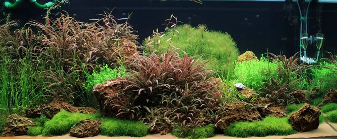 造景 23