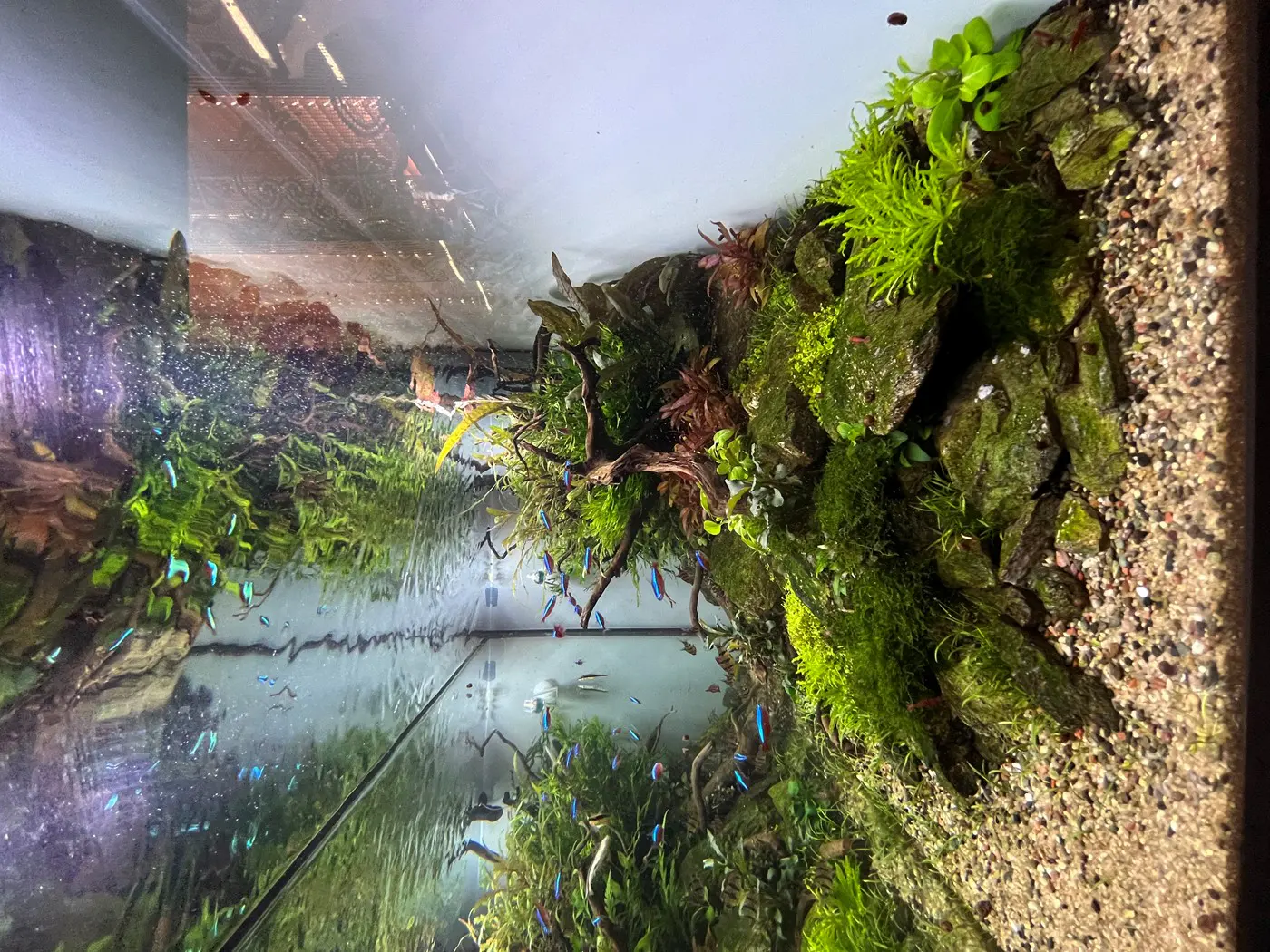 古典自然造景图片 7