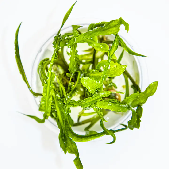 缎带椒草细节图 3