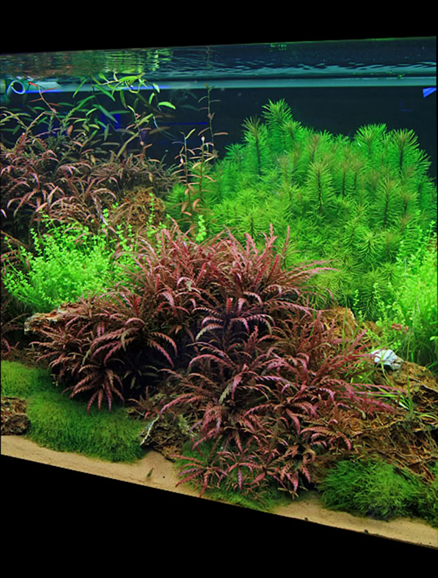 造景 23造景图片 7