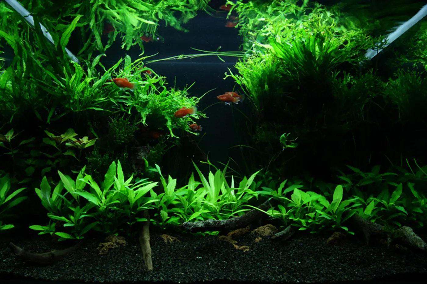 造景 47造景图片 3