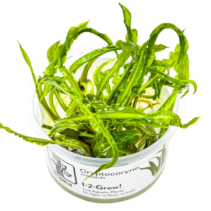 缎带椒草细节图 1