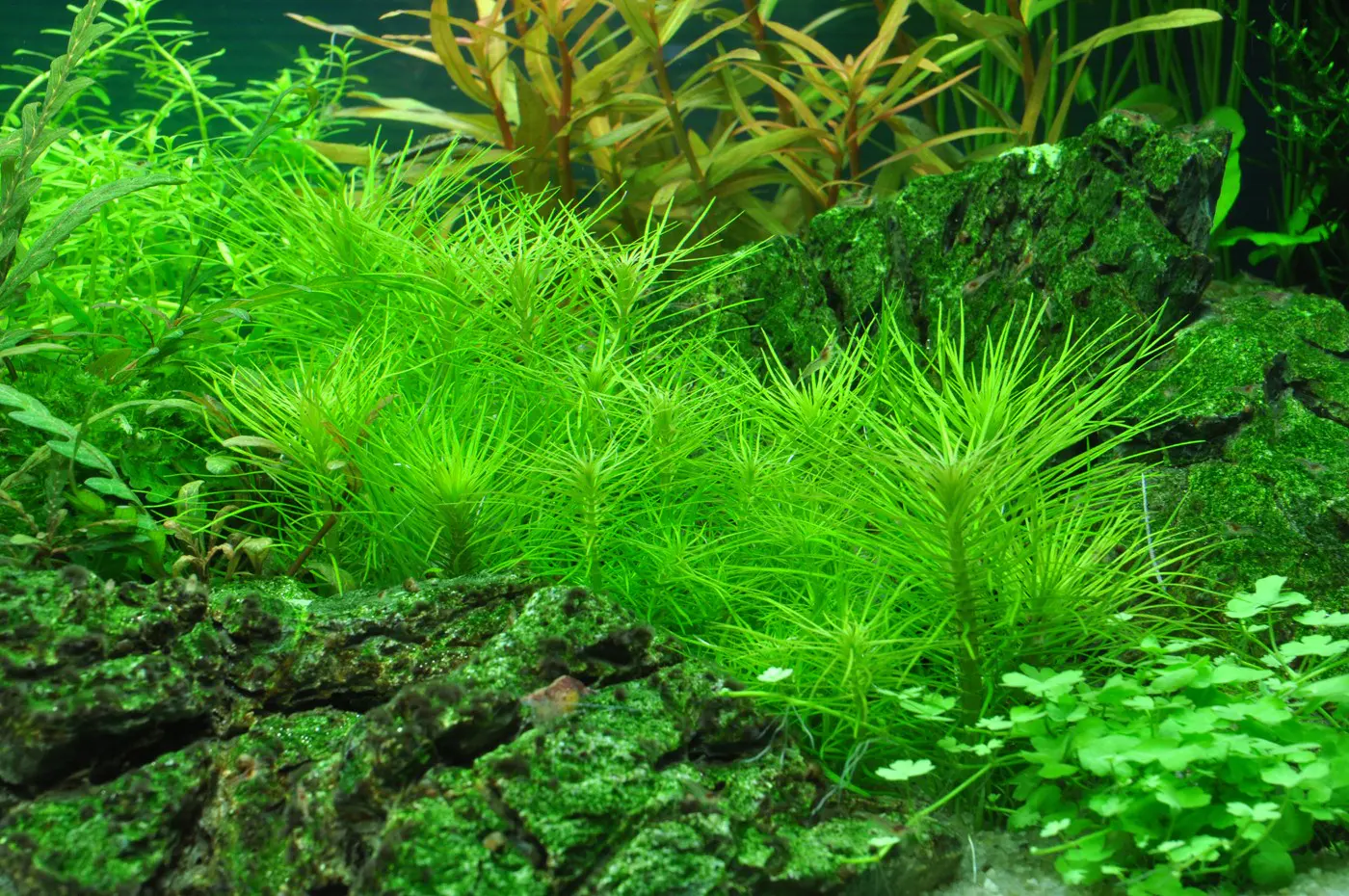 造景 40造景图片 2