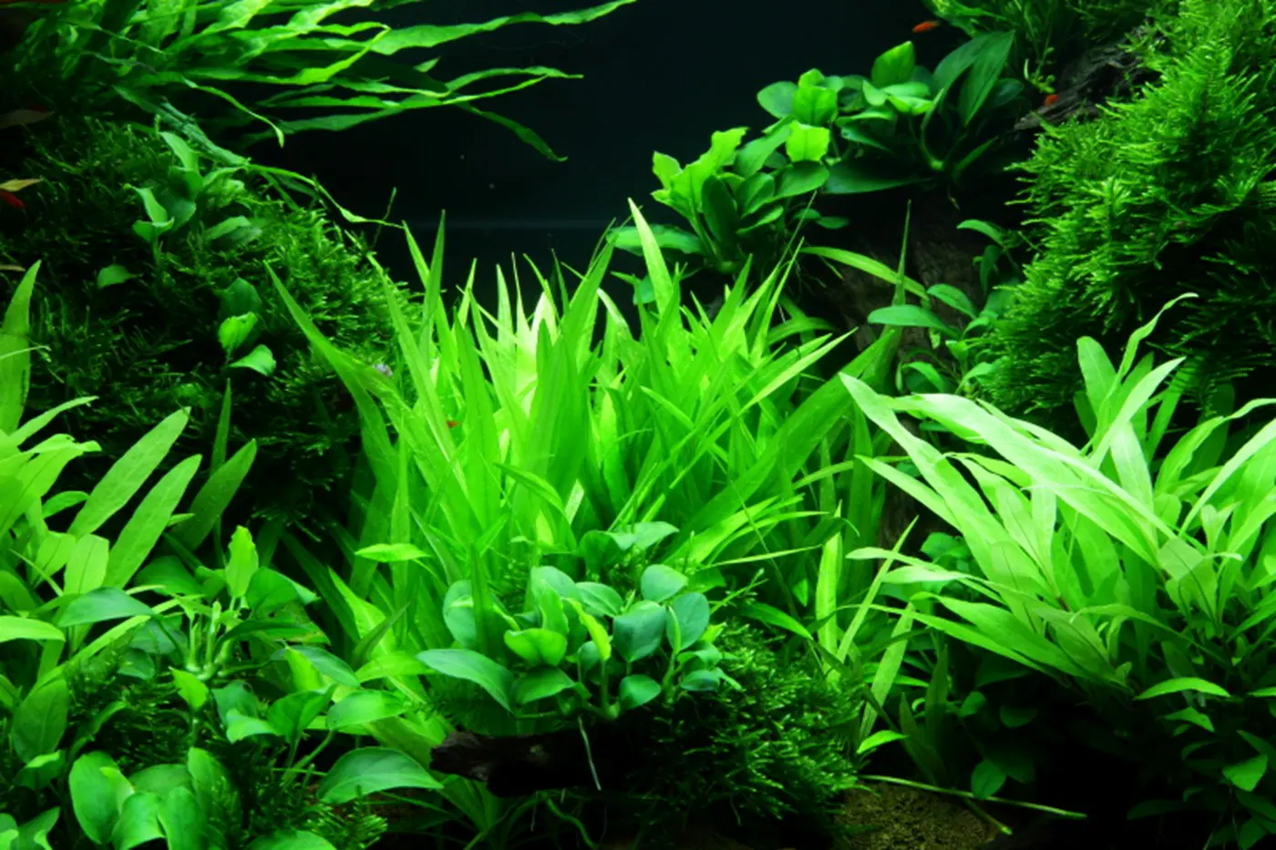 造景 47造景图片 5