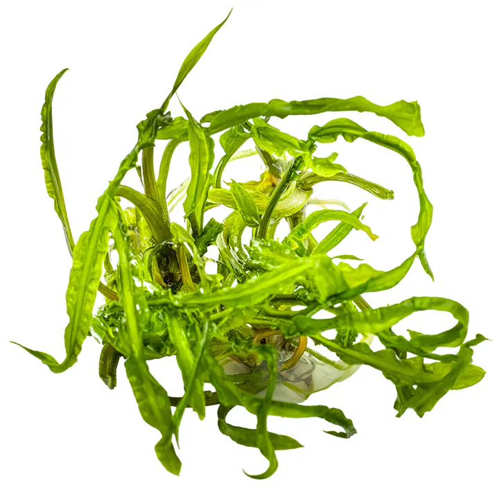 缎带椒草细节图 2