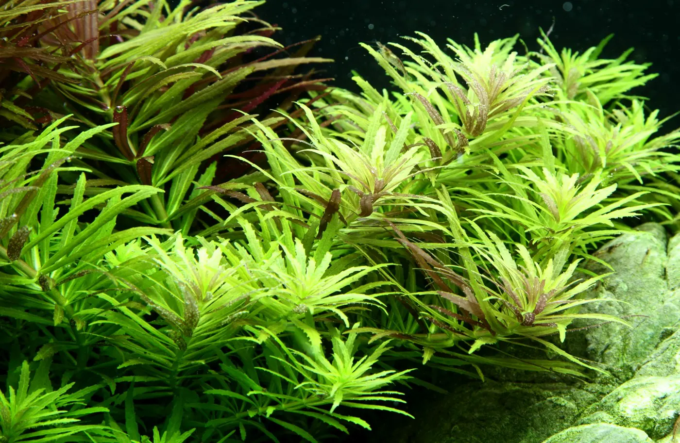 造景 100造景图片 7