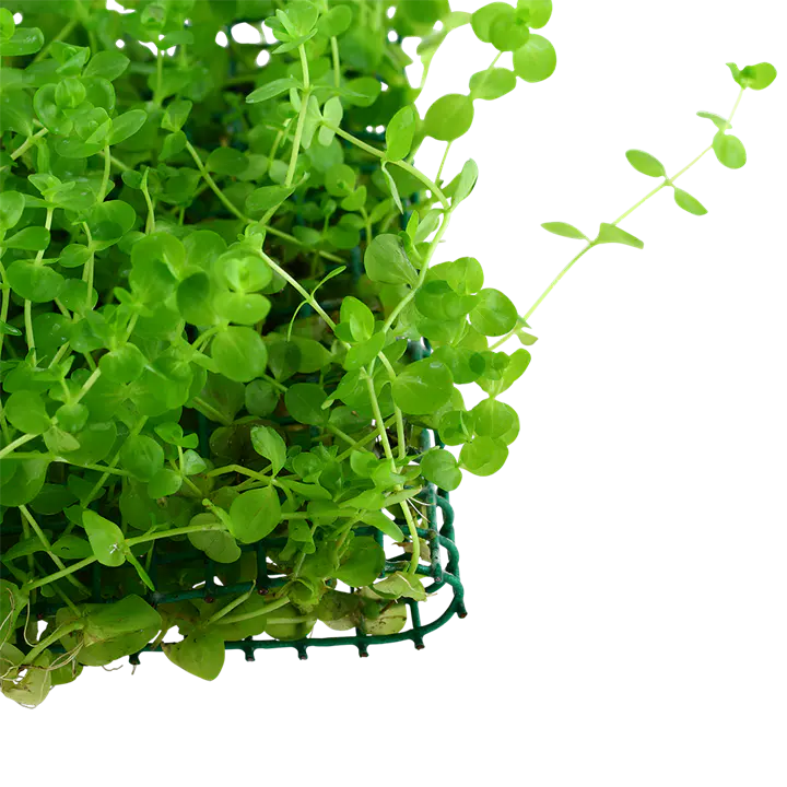 大珍珠草细节图 3
