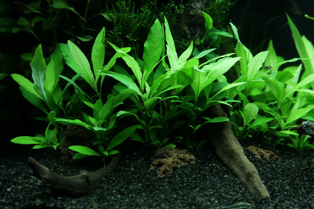 泰国水蓑衣53B细节图 4