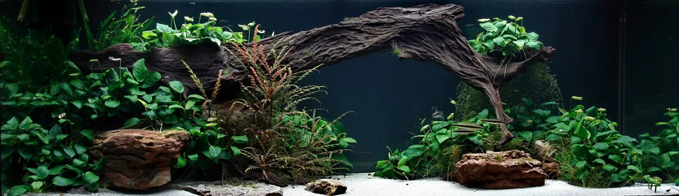造景 27