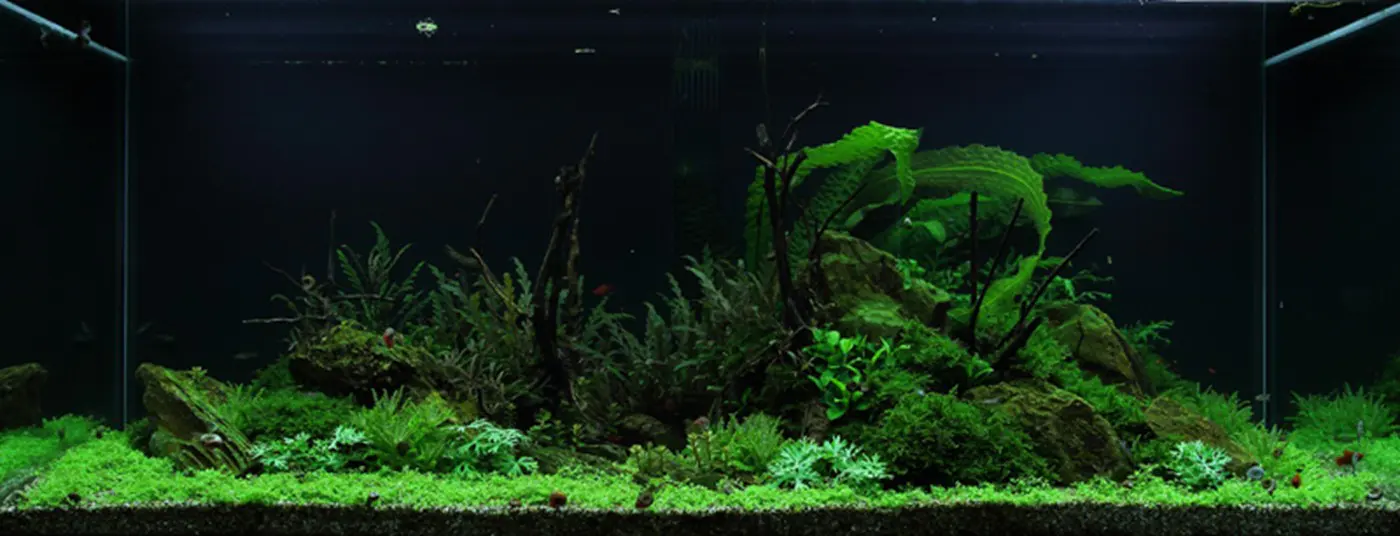 造景 52造景图片 6