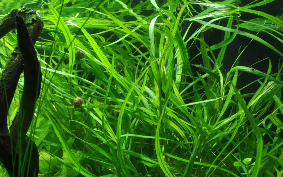 肋脉水蓑衣细节图 3