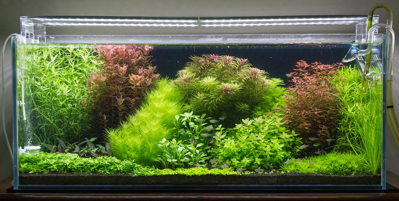 造景 105造景图片 17