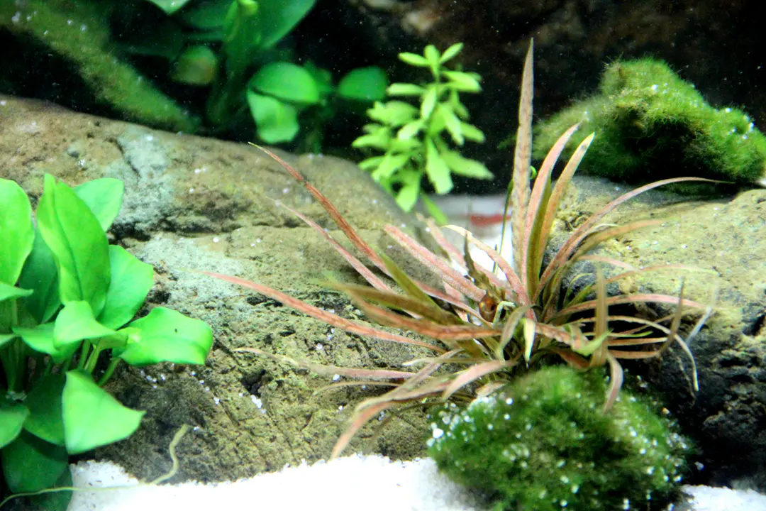 棕色阿尔比达椒草细节图 3