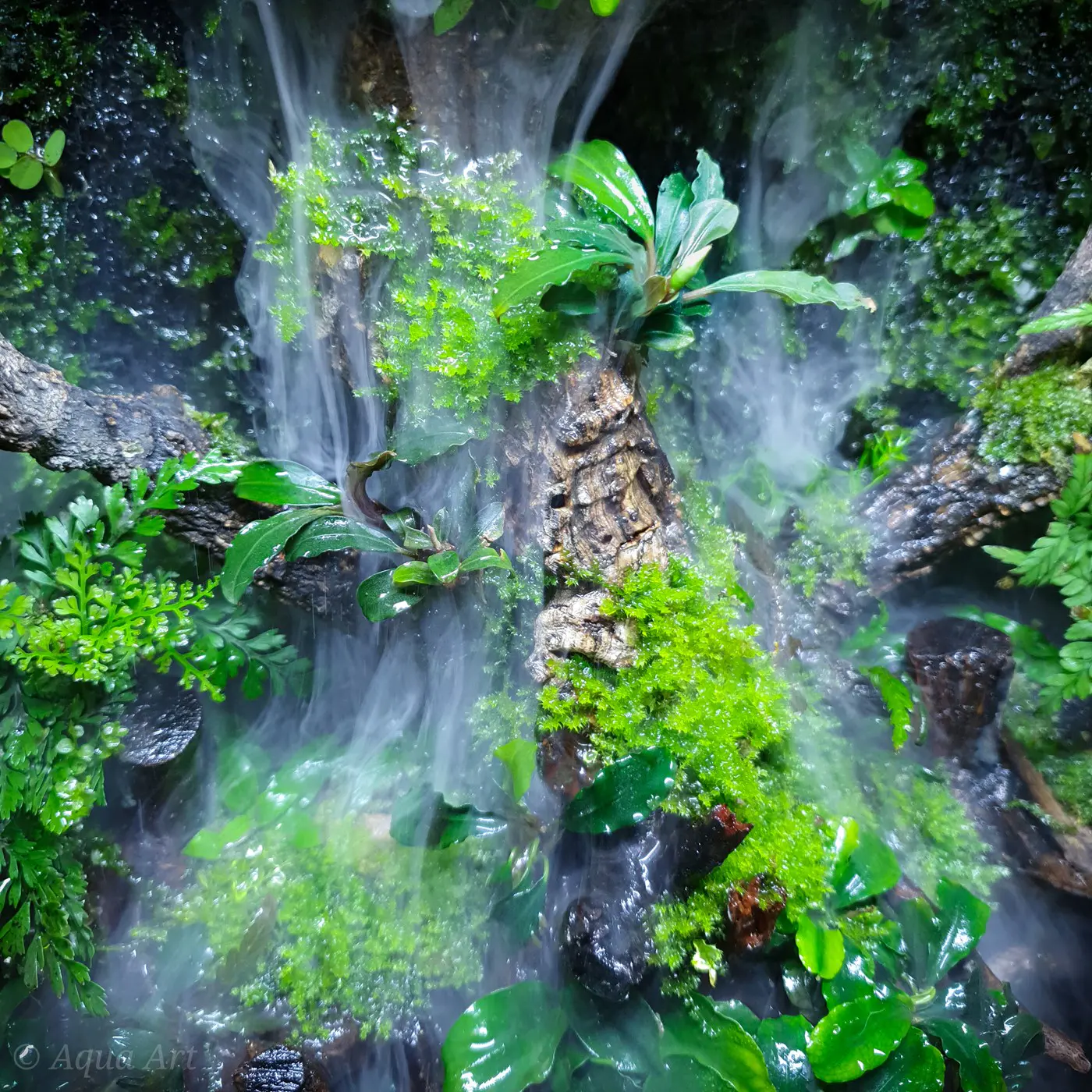造景 119：绿色沼泽造景图片 12