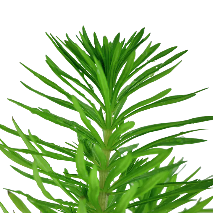 德干刺蕊草细节图 2