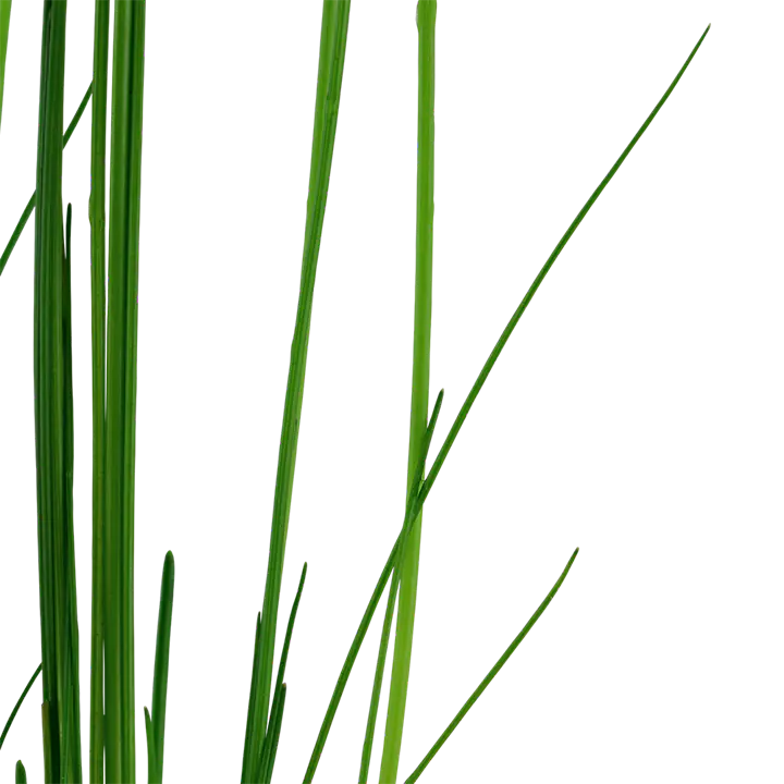 长牛毛细节图 2