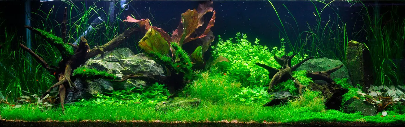 造景 3