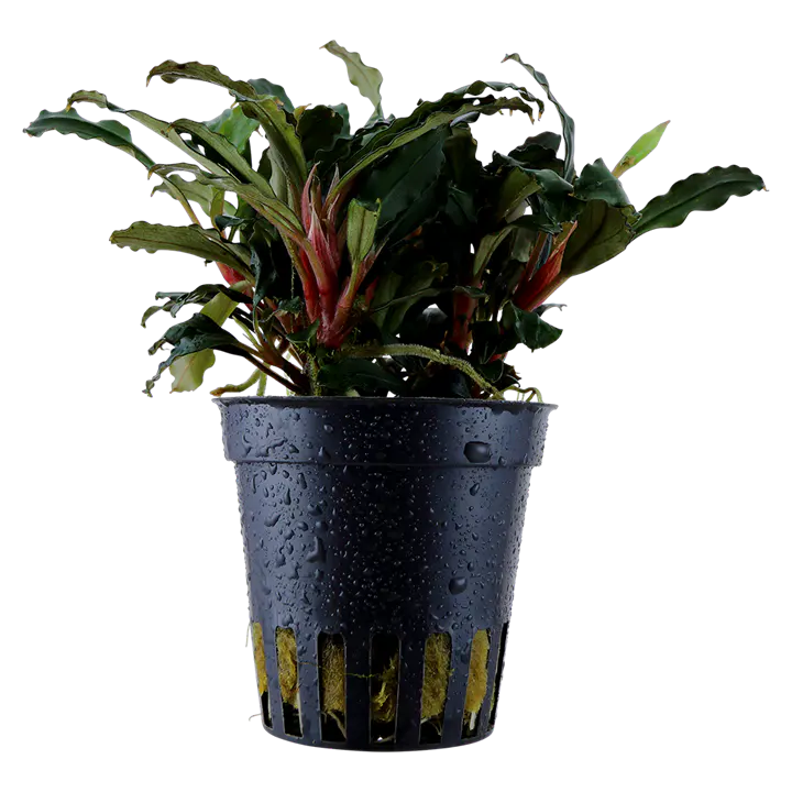 红辣椒榕细节图 1