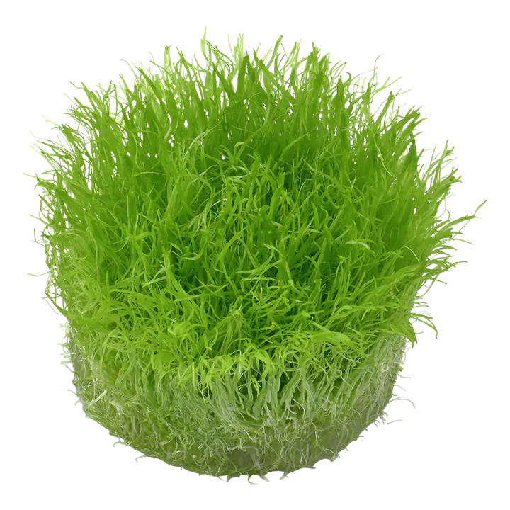 挖耳草细节图 2