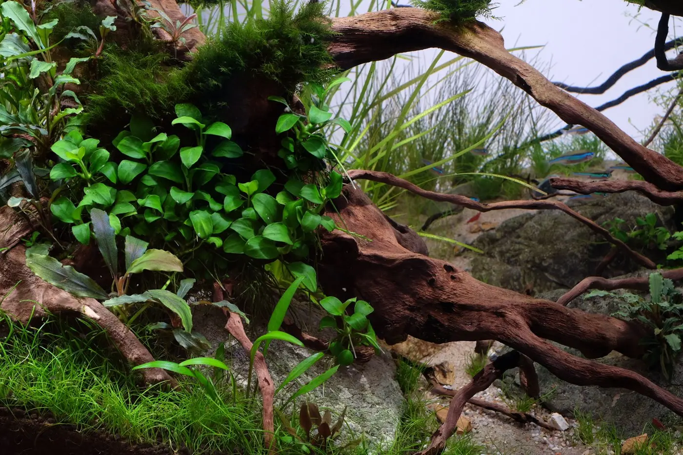 造景 117：林间隙光造景图片 3