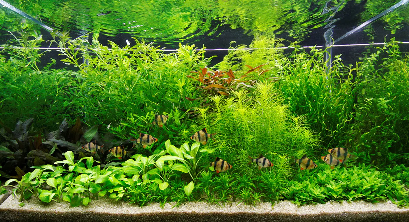 造景 22