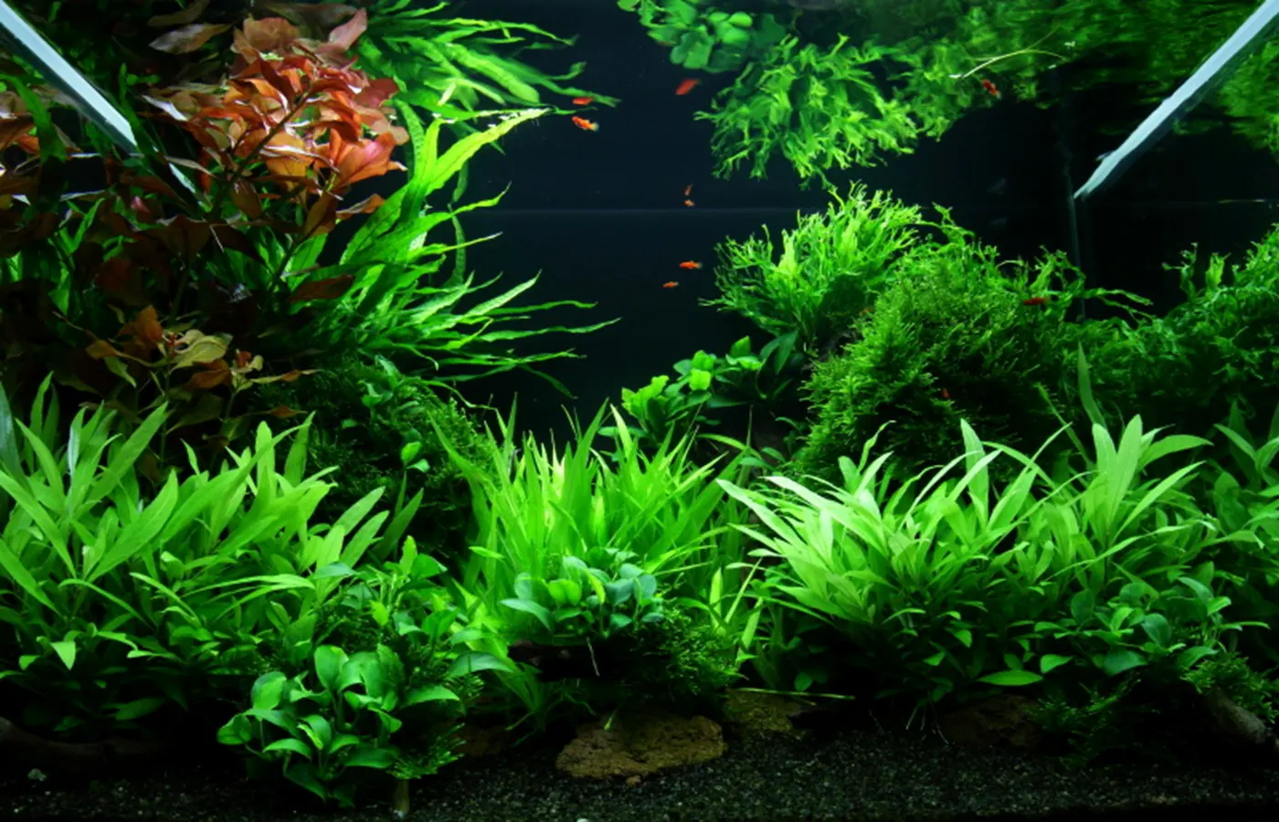 造景 47造景图片 9