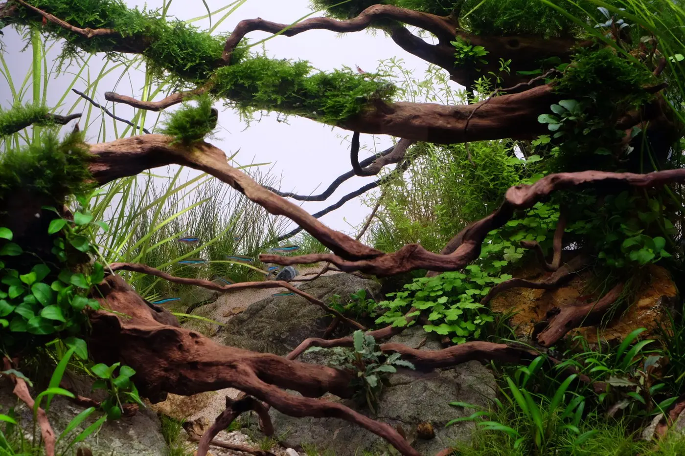 造景 117：林间隙光造景图片 4