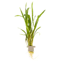 红螺旋椒草