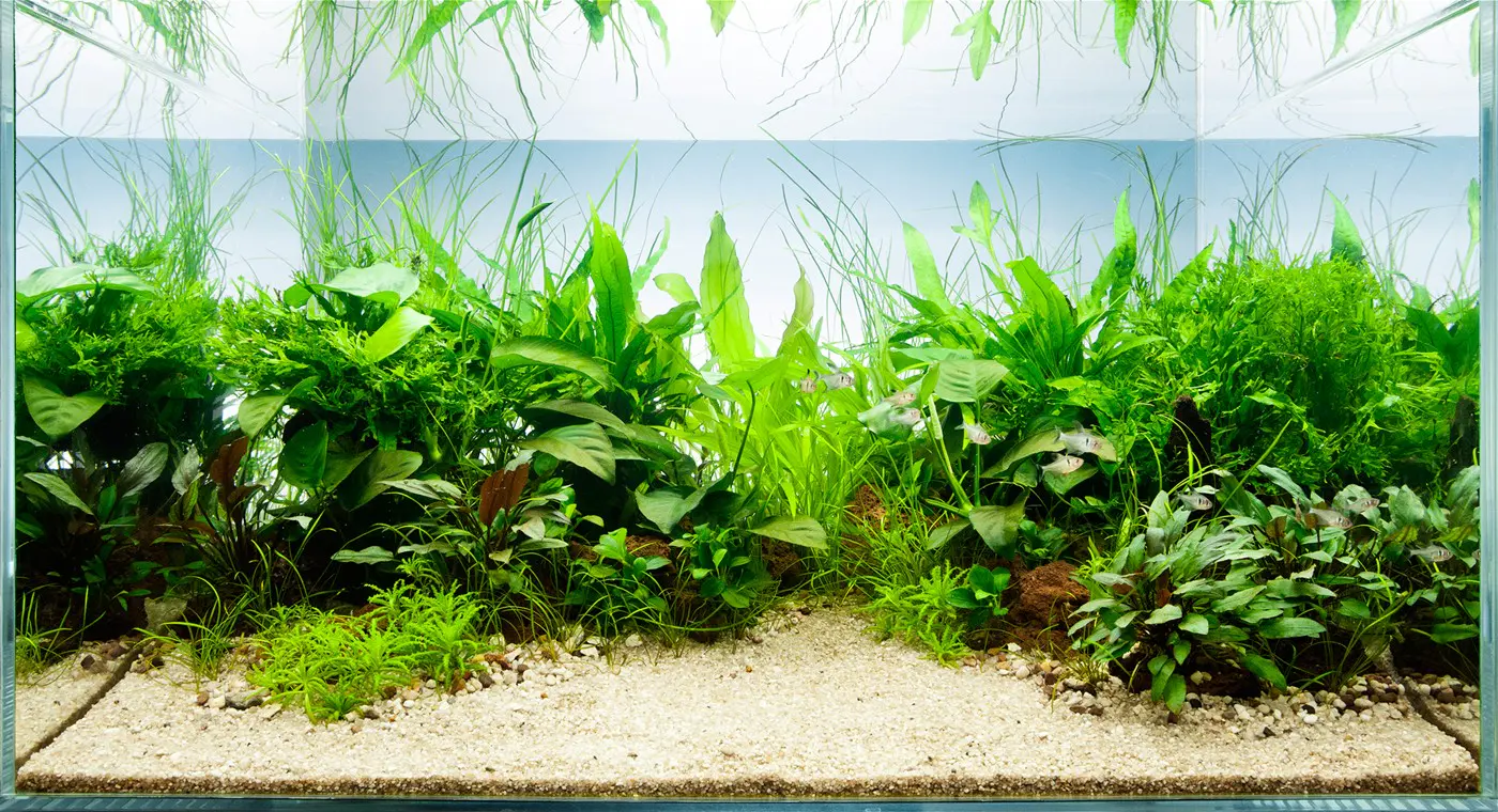造景 46