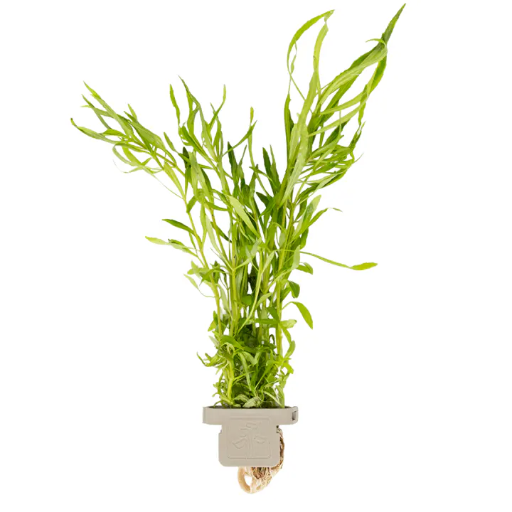 四叶刺蕊草