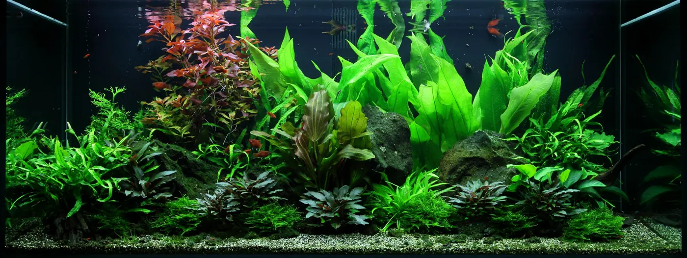 造景 48