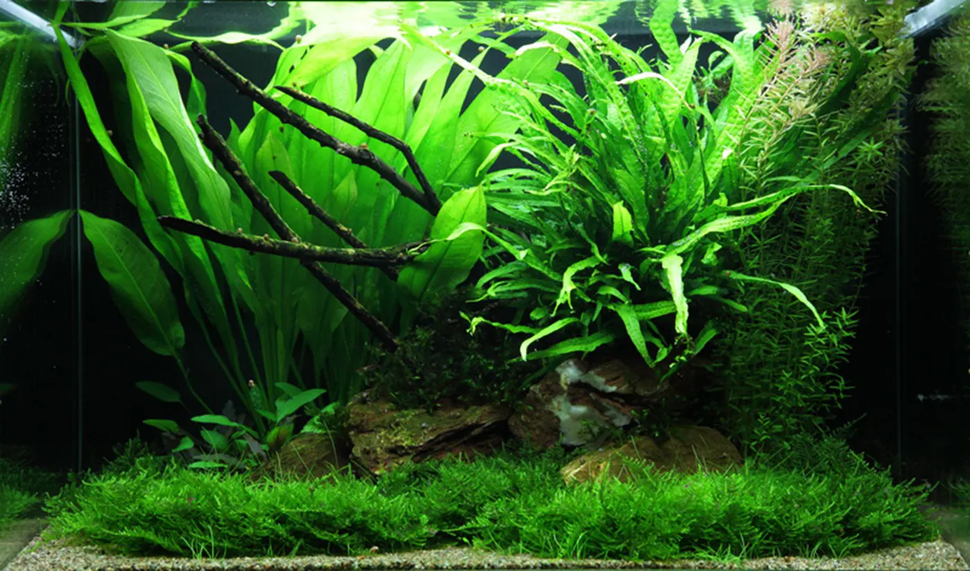 造景 63