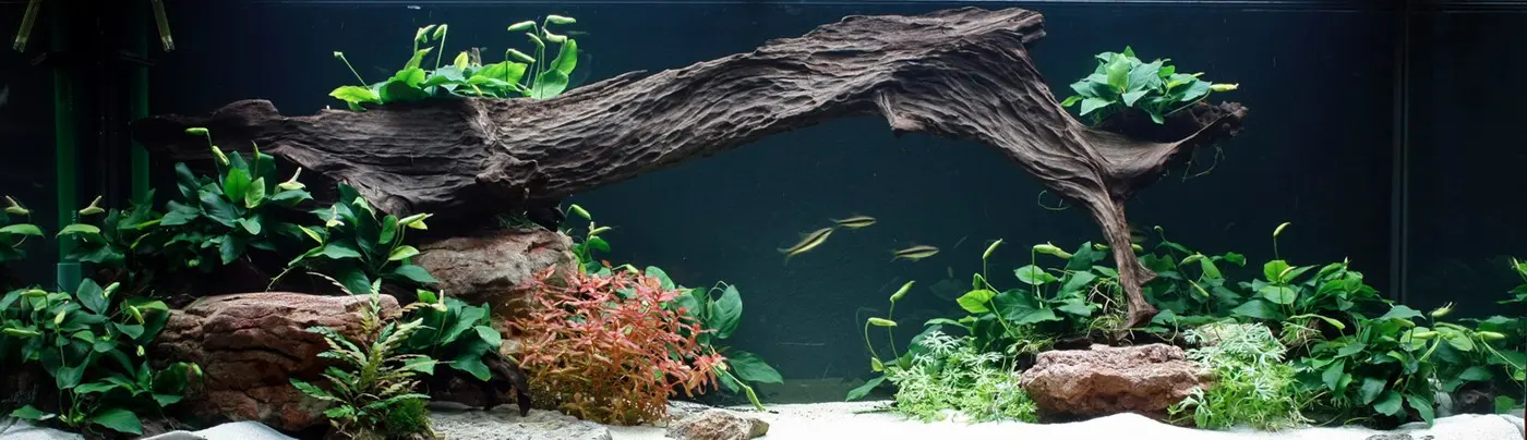 造景 27造景图片 2