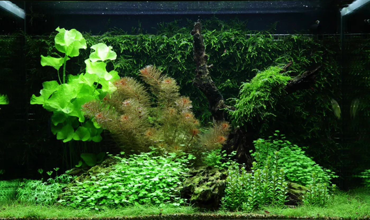 造景 64