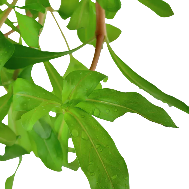 粗茎水苋细节图 2