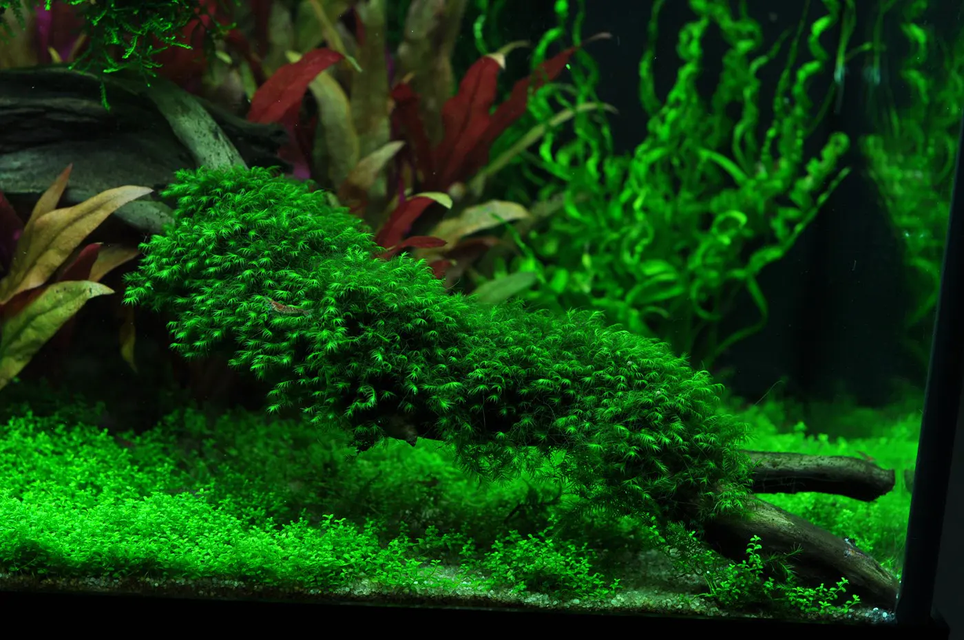 造景 41造景图片 3