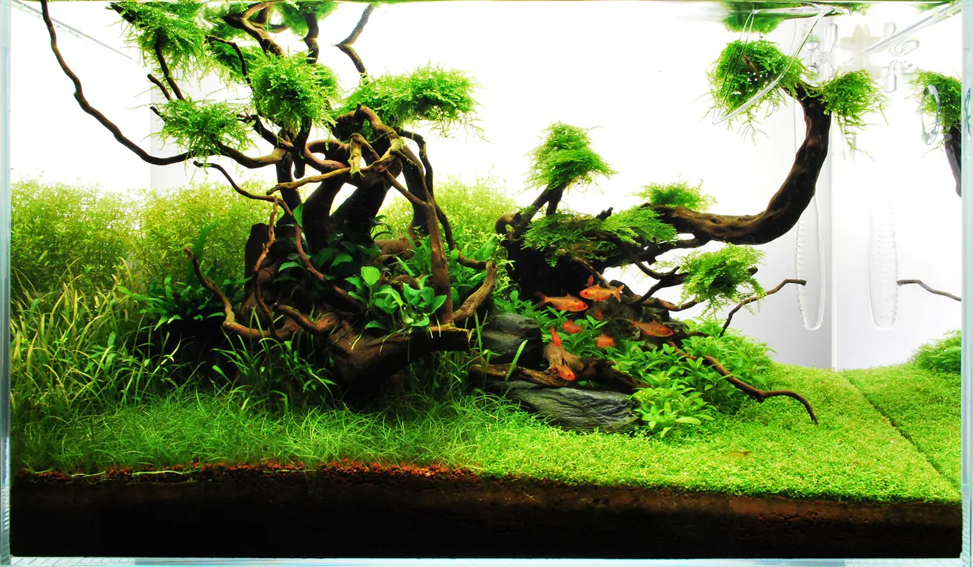造景 71造景图片 7