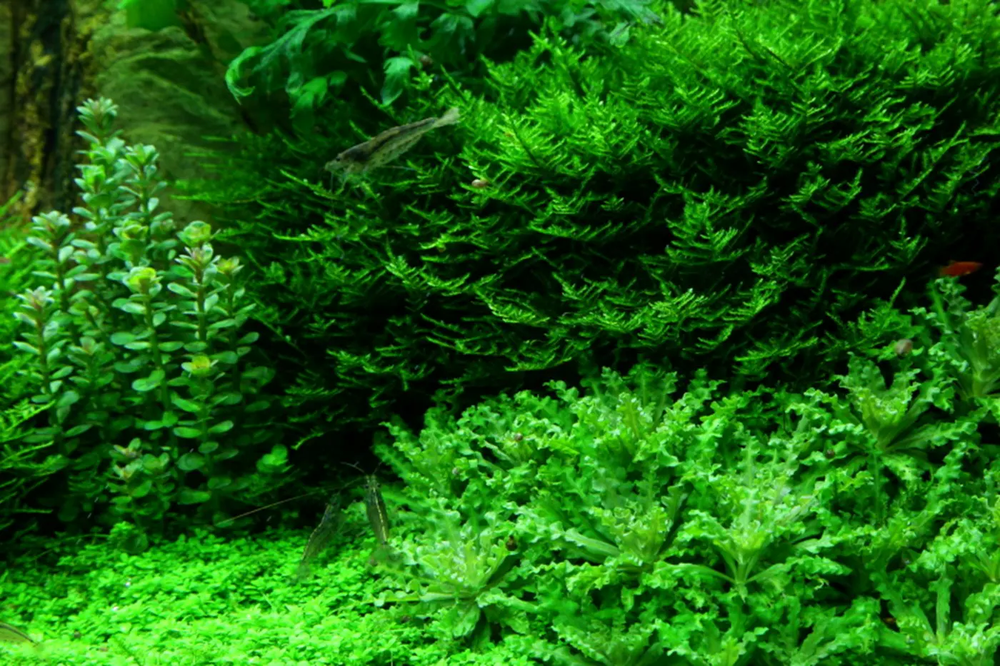 造景 52造景图片 19