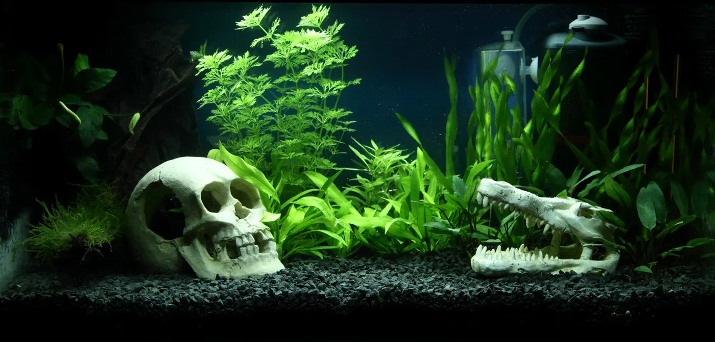 造景 90造景图片 2