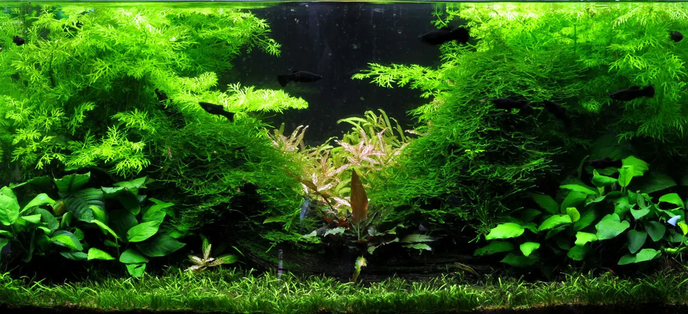 造景 2