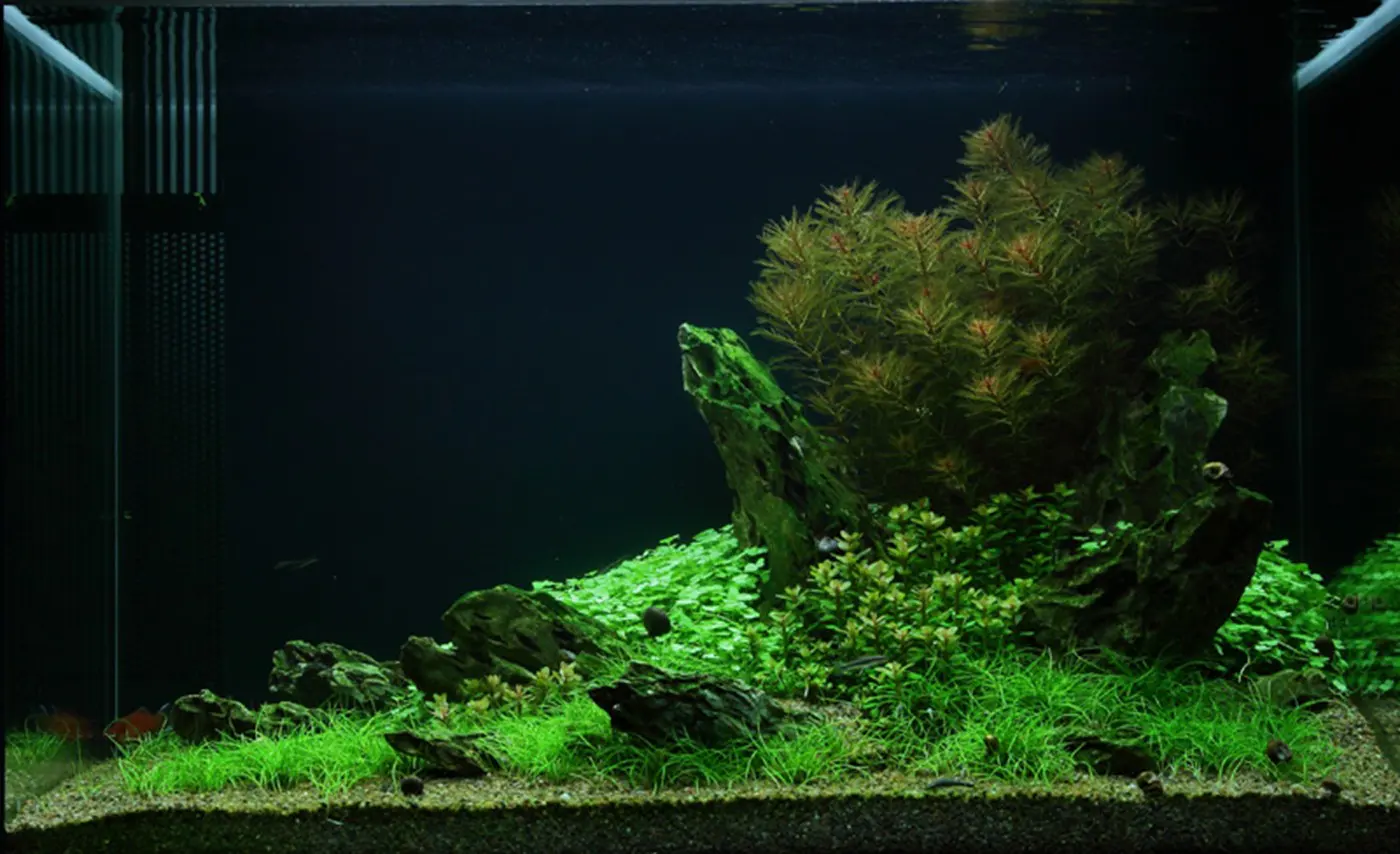 造景 49造景图片 5