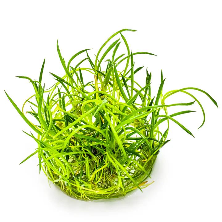 仙人掌草皮细节图 3