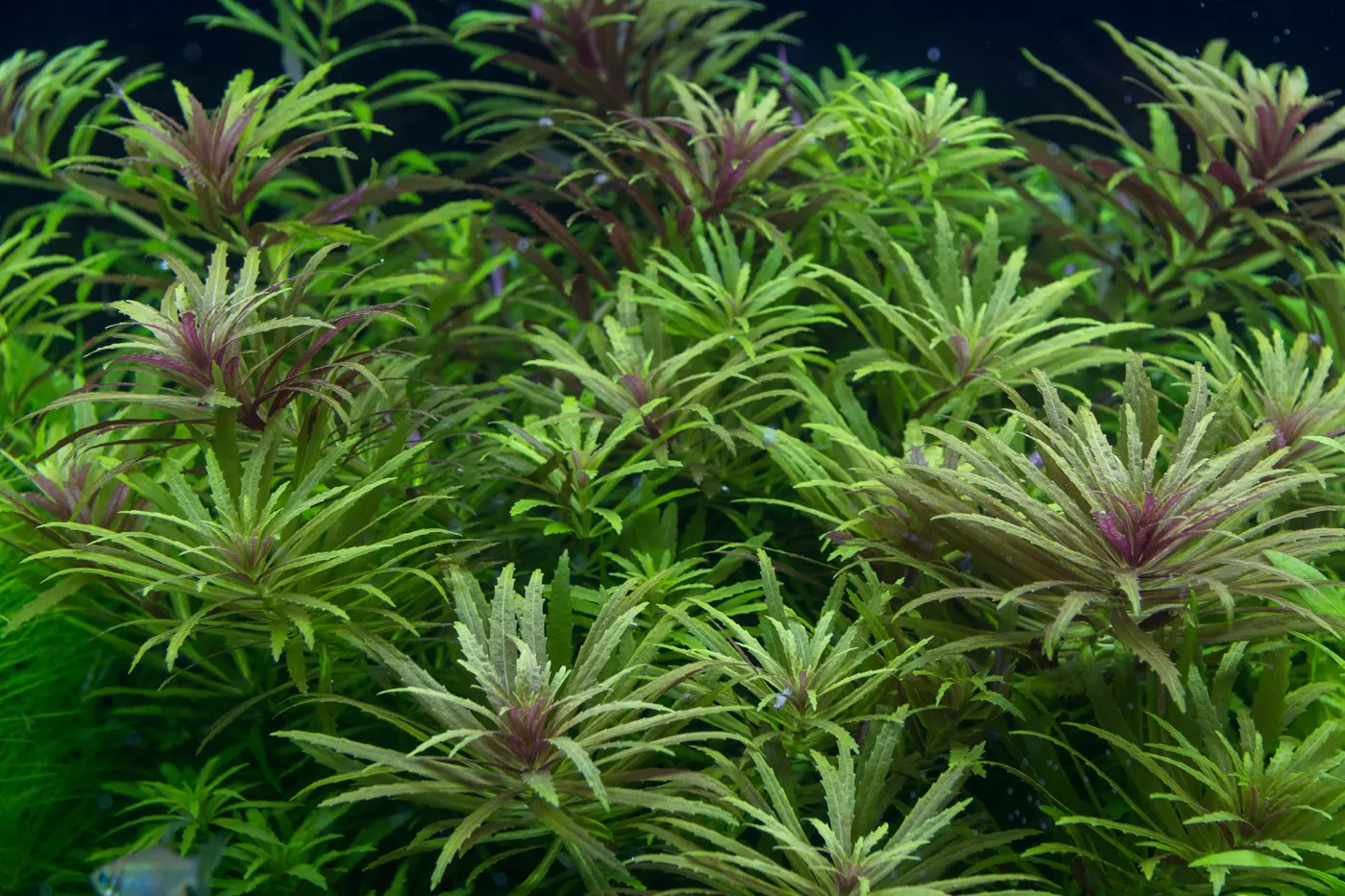 造景 105造景图片 28