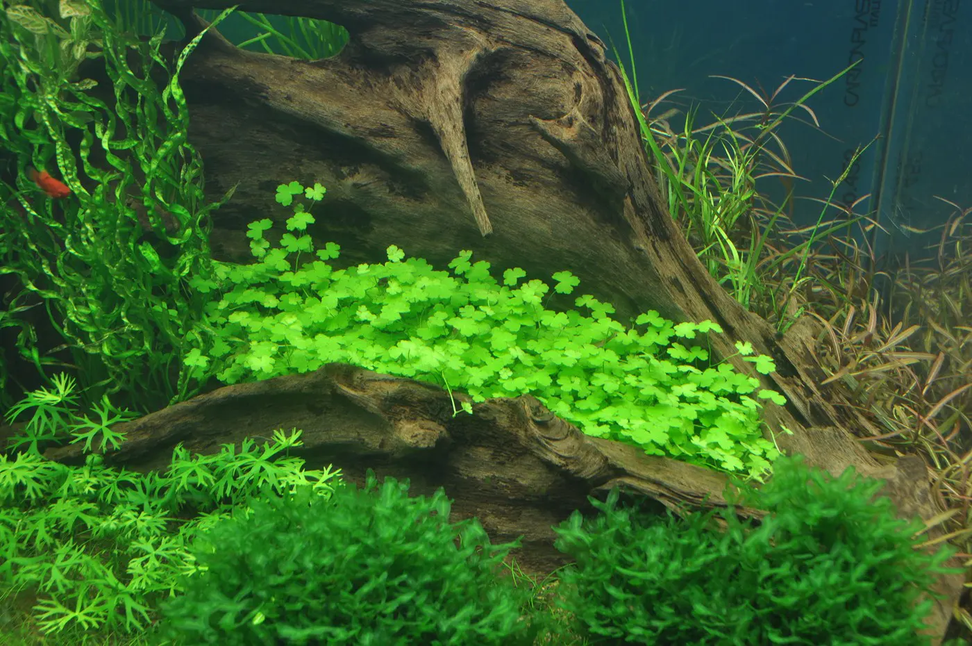 造景 35造景图片 6