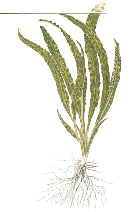 缎带椒草