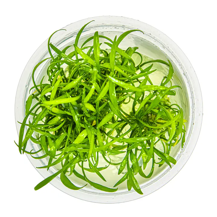 迷你椒草细节图 3