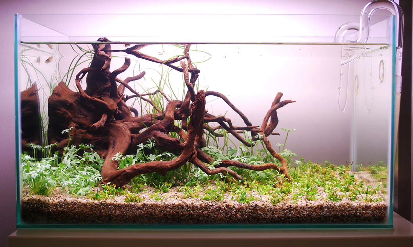 造景 103造景图片 5