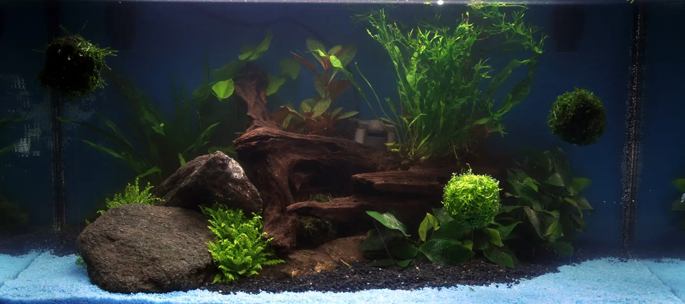 造景 33造景图片 2